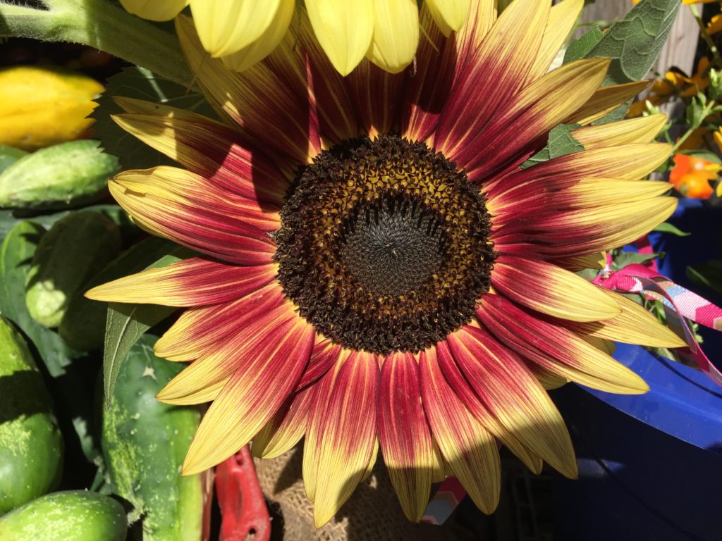 Sunflower - HeartBeet Farms