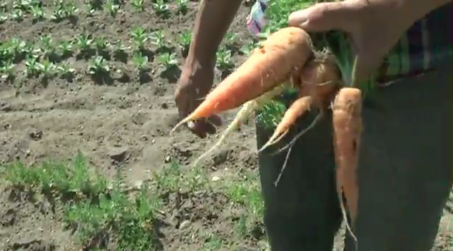 Early Girl Farm Carrots