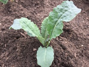 Organic Toscano Dinosaur Kale