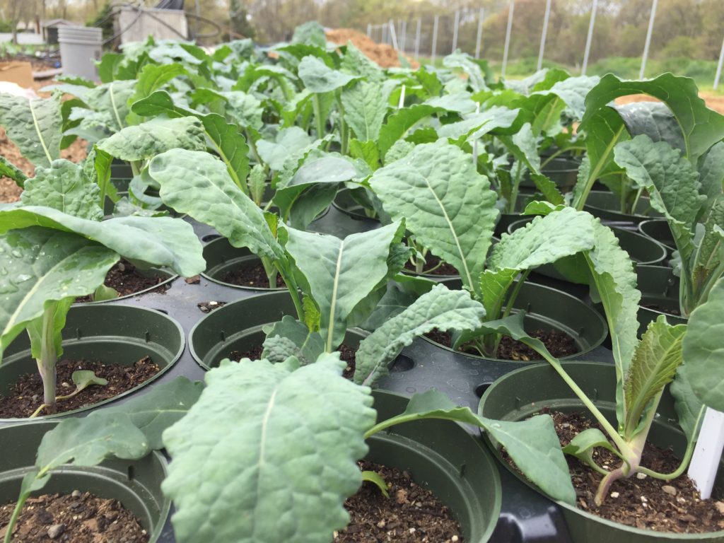 Organic Toscano Kale