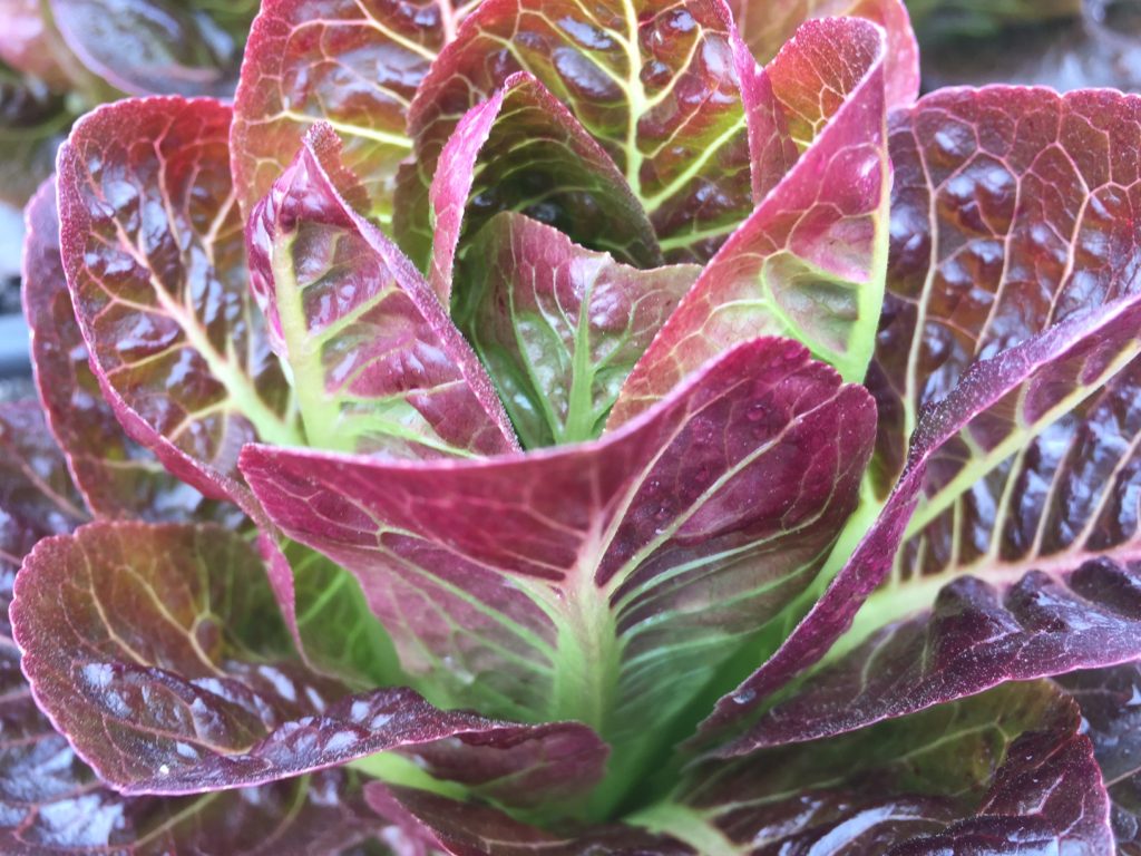 Red Romaine HeartBeet Farms