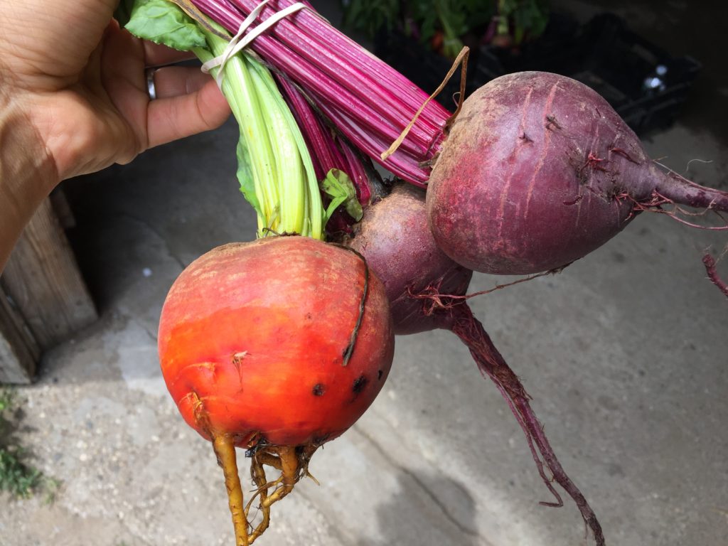 golden and red beet roots from HeartBeet Farms