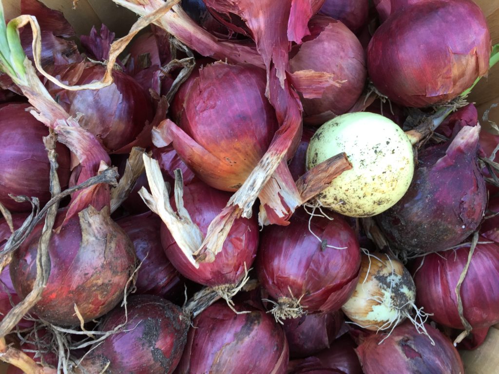 Red & White Onions