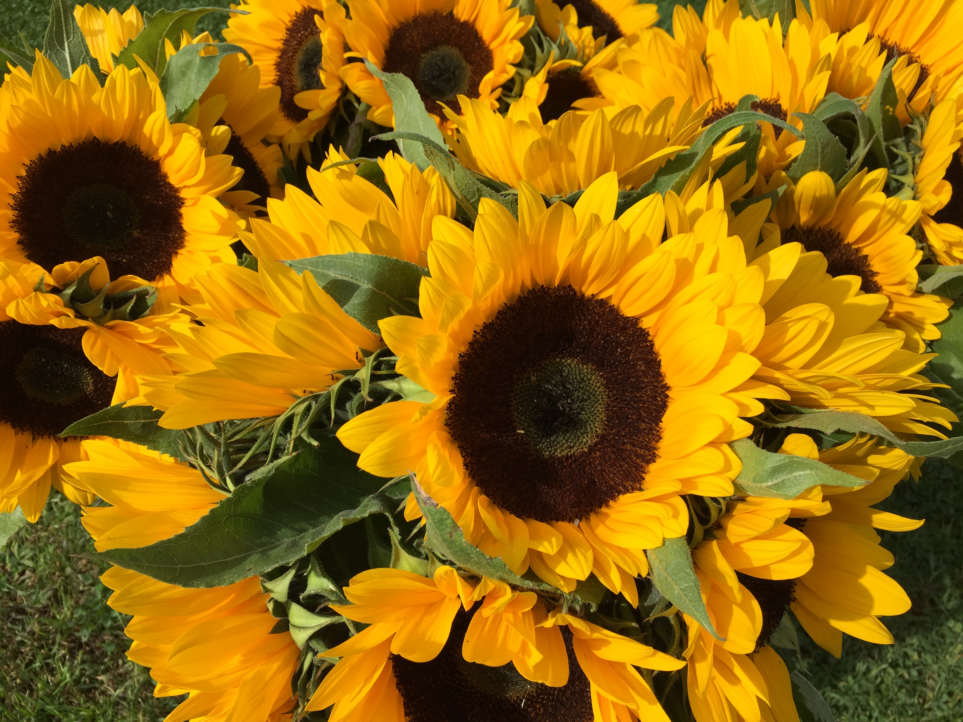 Sunflowers - HeartBeet Farms