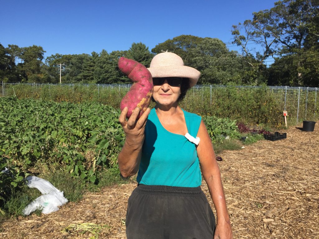 Japanese Sweet Potato from HeartBeet Farms