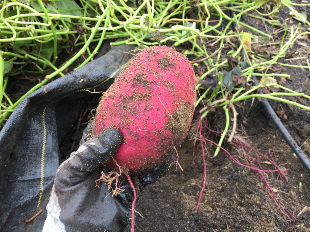 Organic Japanese Sweet Potatoes from HeartBeet Farms