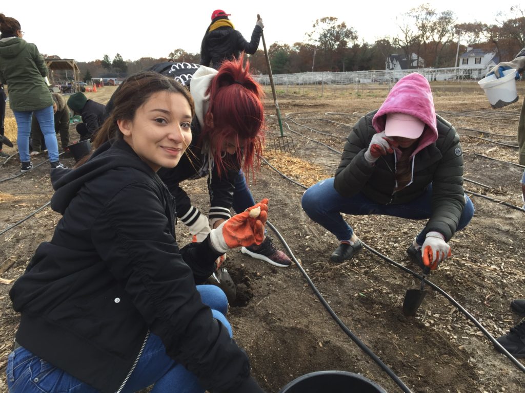 planting organic garlic