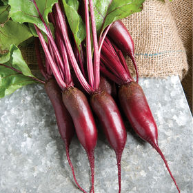 Cylindra beet roots