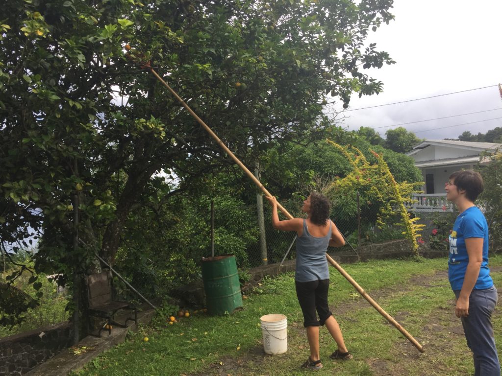 Picking Oranges in Grenada