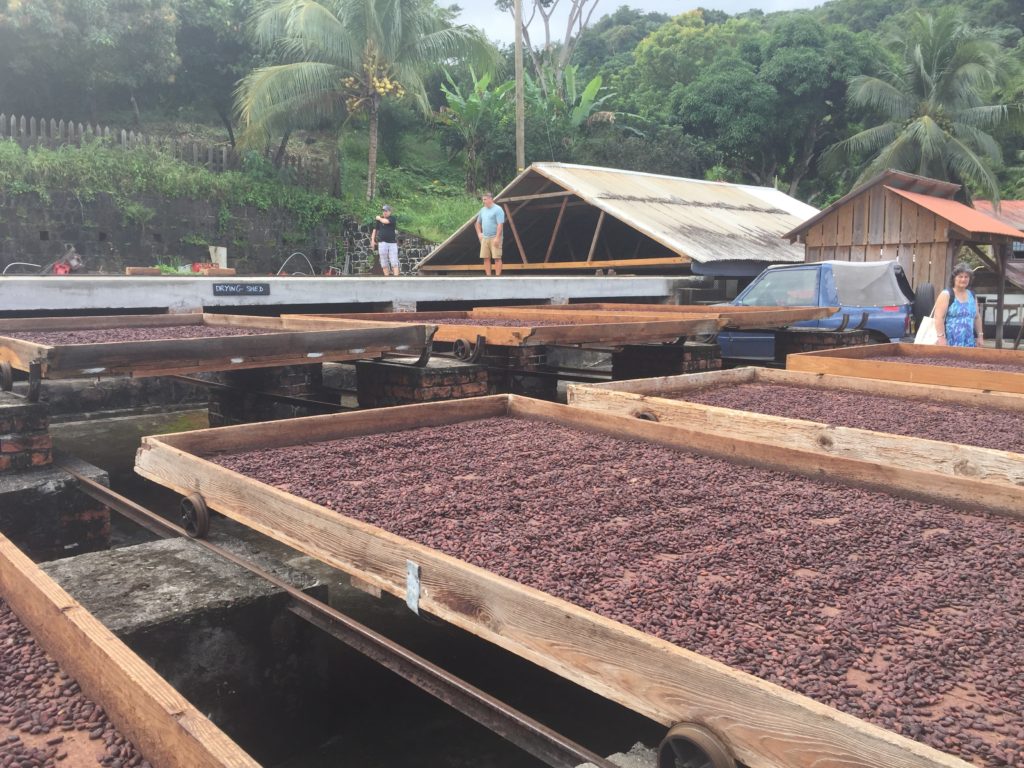 Drying the Cacao Beans at Crayfish Bay Organics