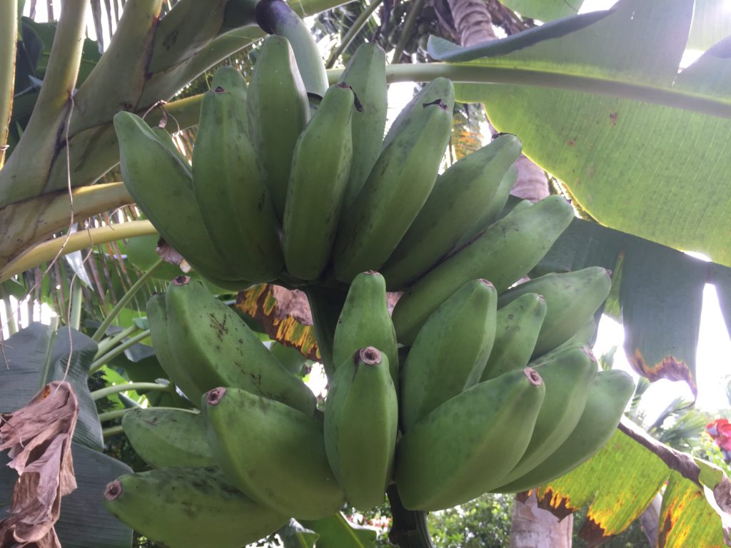 Plantains from Grenada