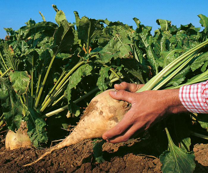 sugar beets