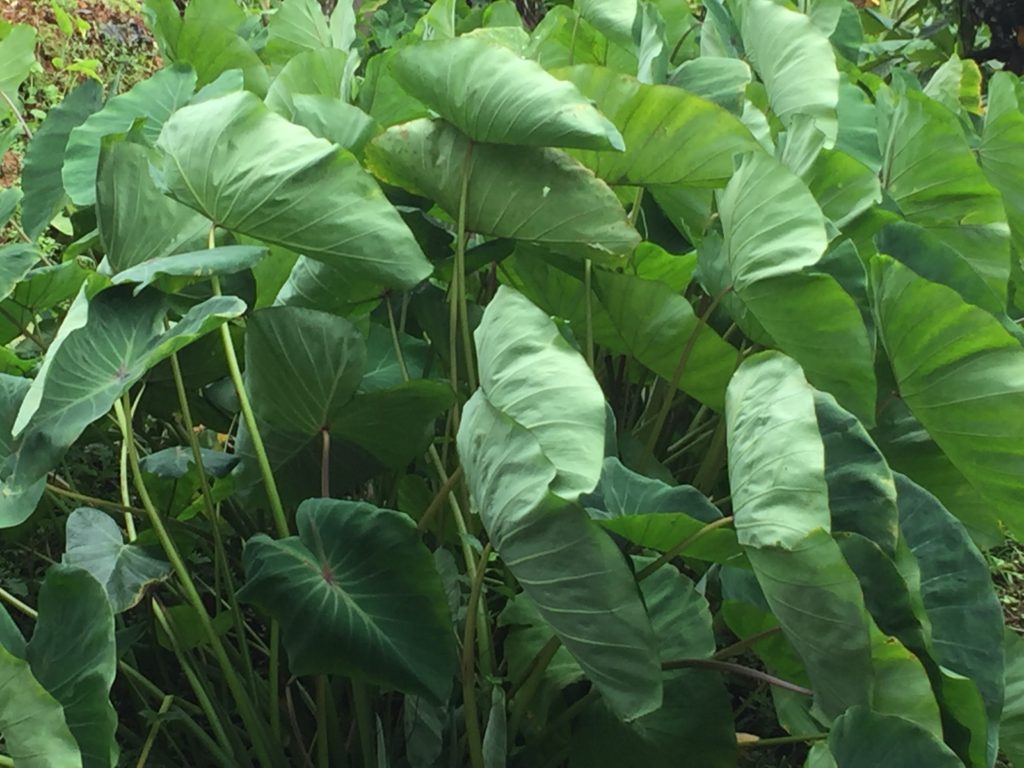 callaloo from Grenada