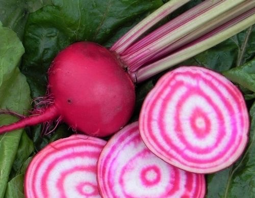 Beautiful Striped Beet Root