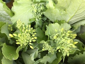 Broccoli Rabe High in Vitamins and Minerals