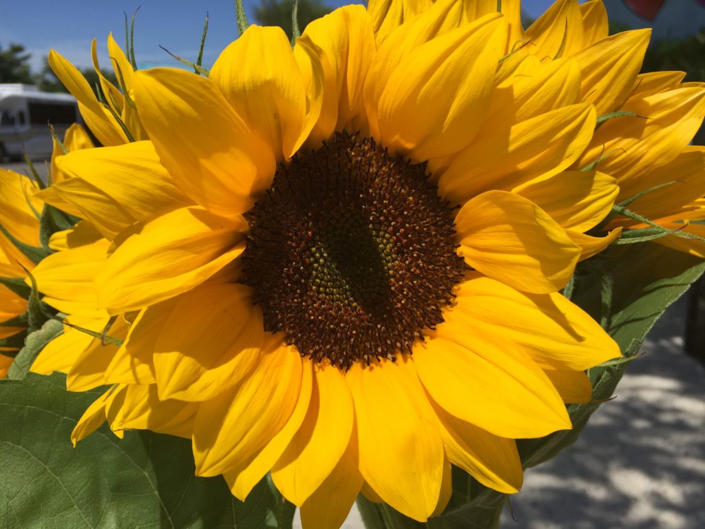 First Sunflowers 2018