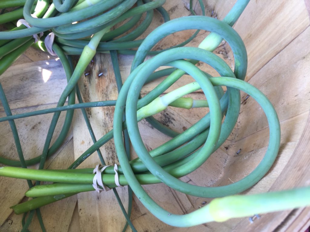 Garlic Scapes from HeartBeet Farms