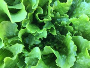 Dark Leafy Greens High in Vitamins and Minerals