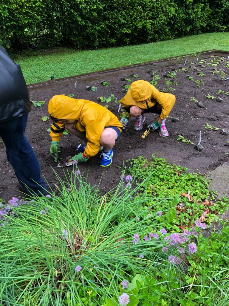 Students planting pepper plants