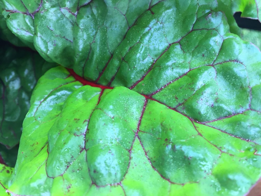 White Bean Chard Farm to Table Soup