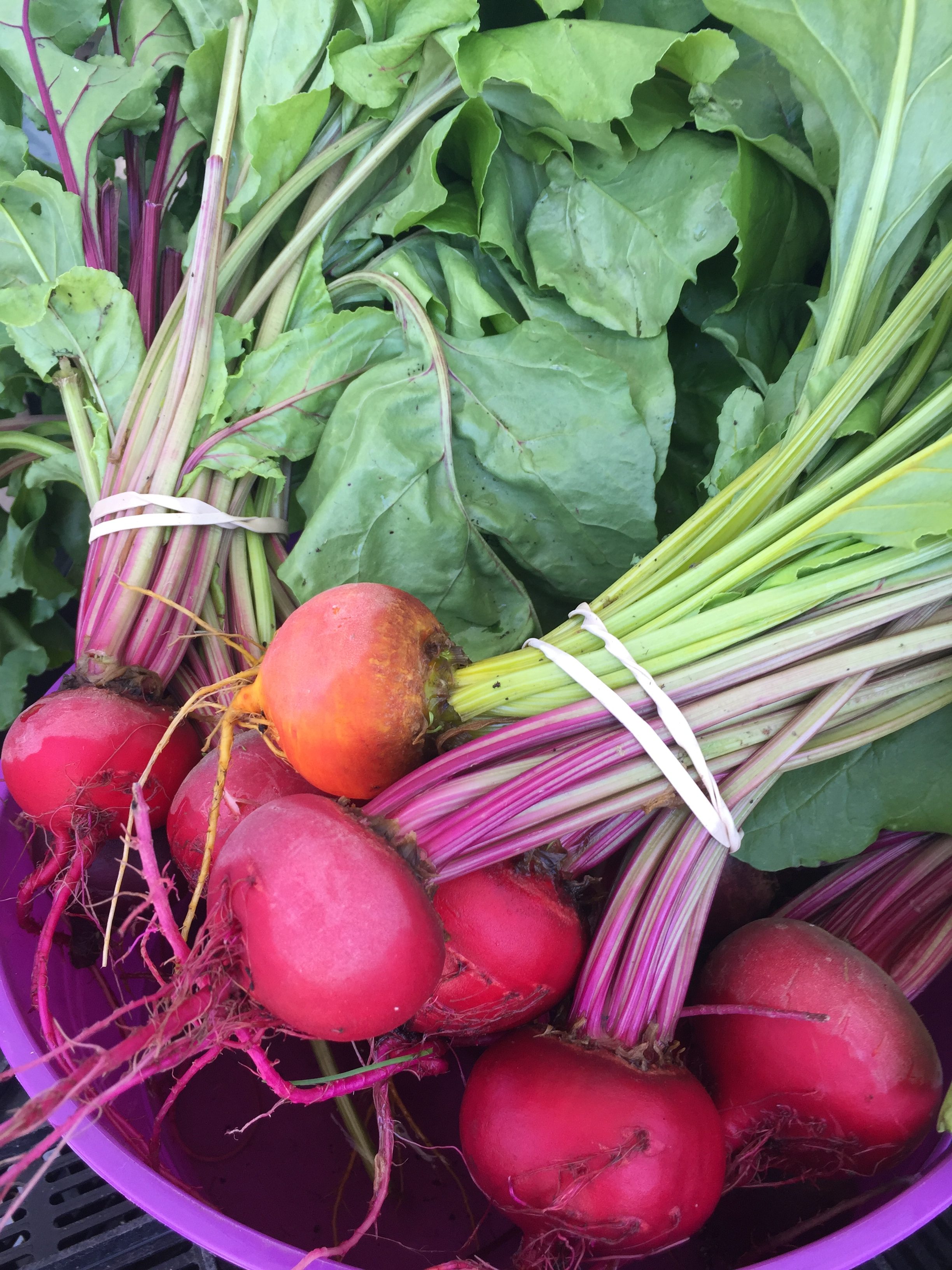 Striped and Golden Beets and Beet Greens from HeartBeet Farms