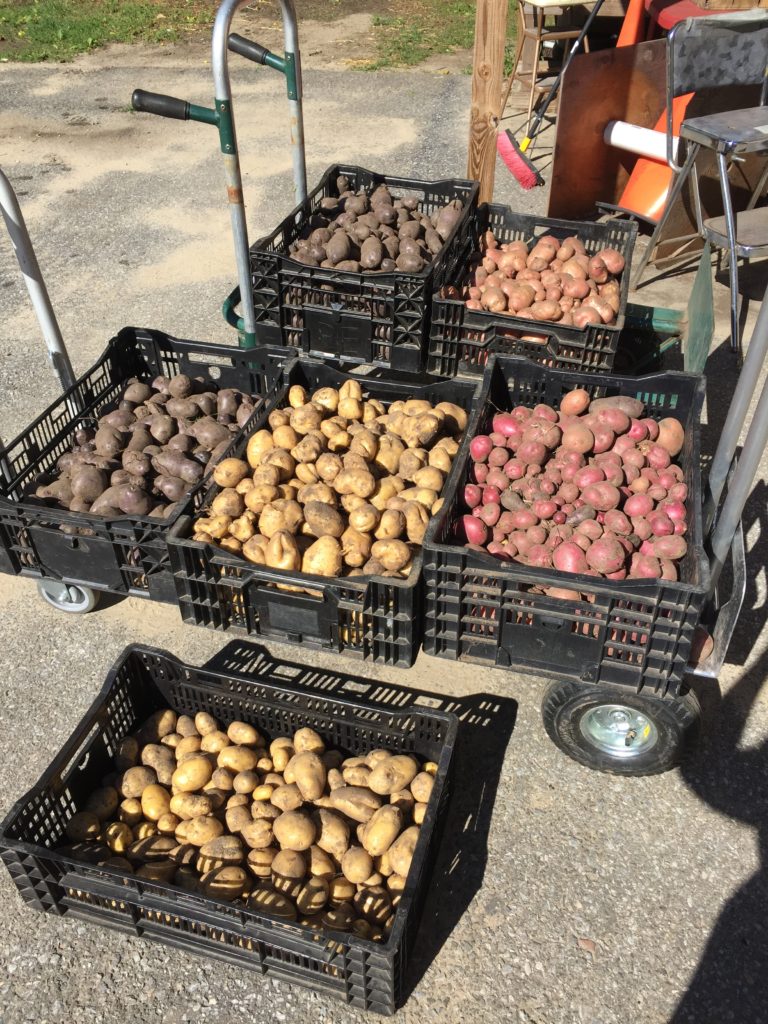 All blue, mountain rose, Yukon gold, and Red Gold Potatoes from HeartBeet Farms