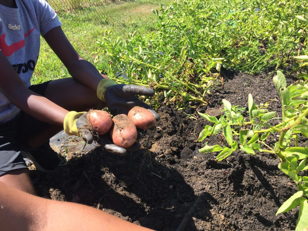 Harvesting Mountain Rose Potatoes at HeartBeet Farms