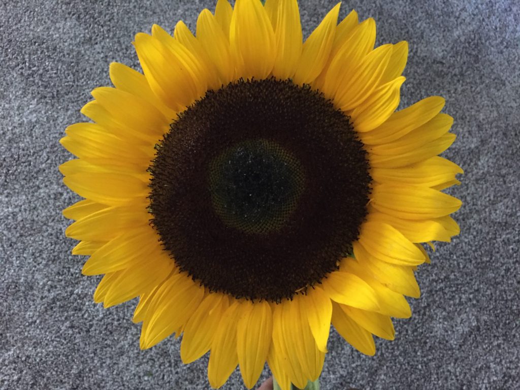 Sunflower from HeartBeet Farms
