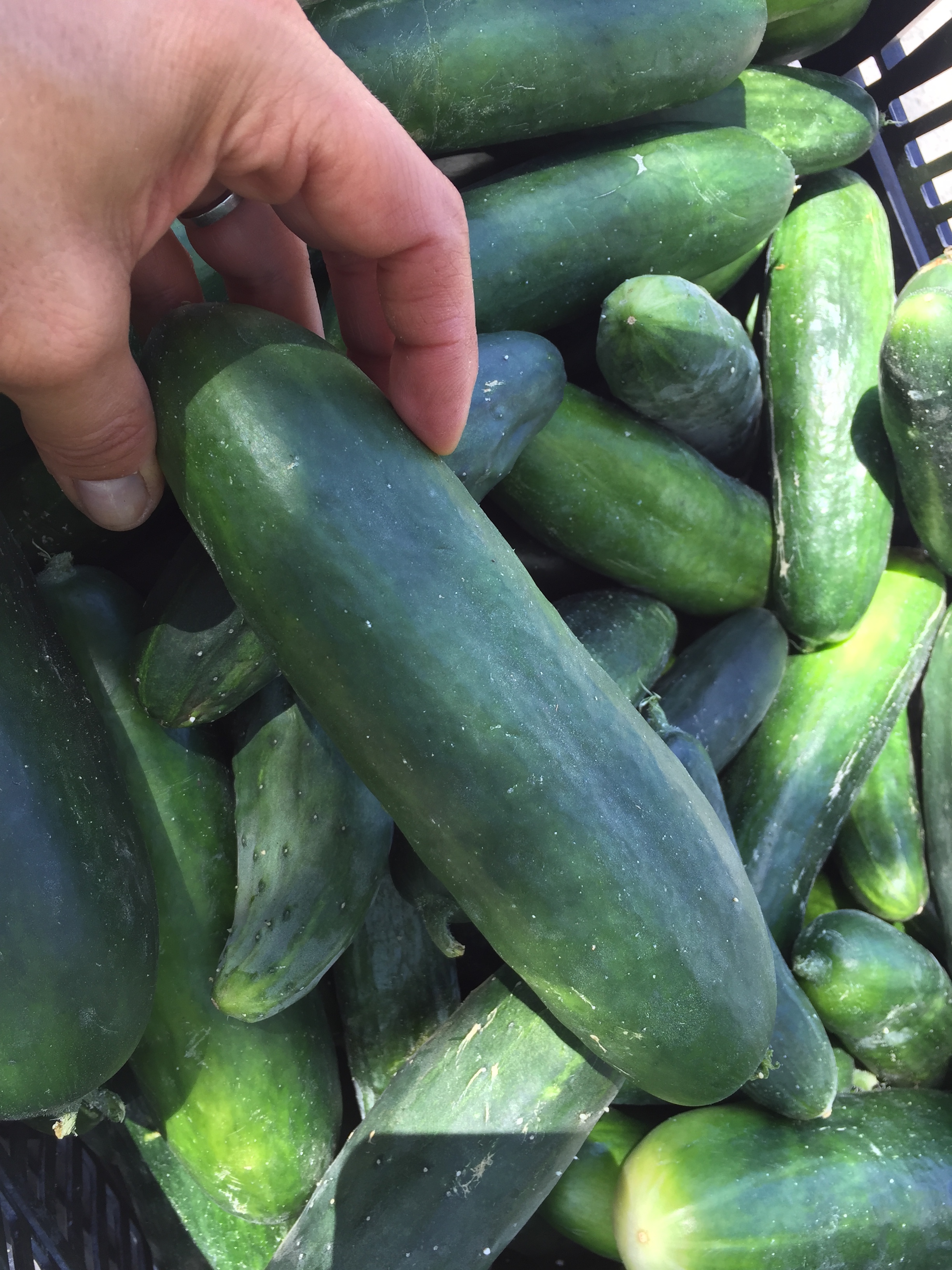 Cucumbers from HeartBeet Farms