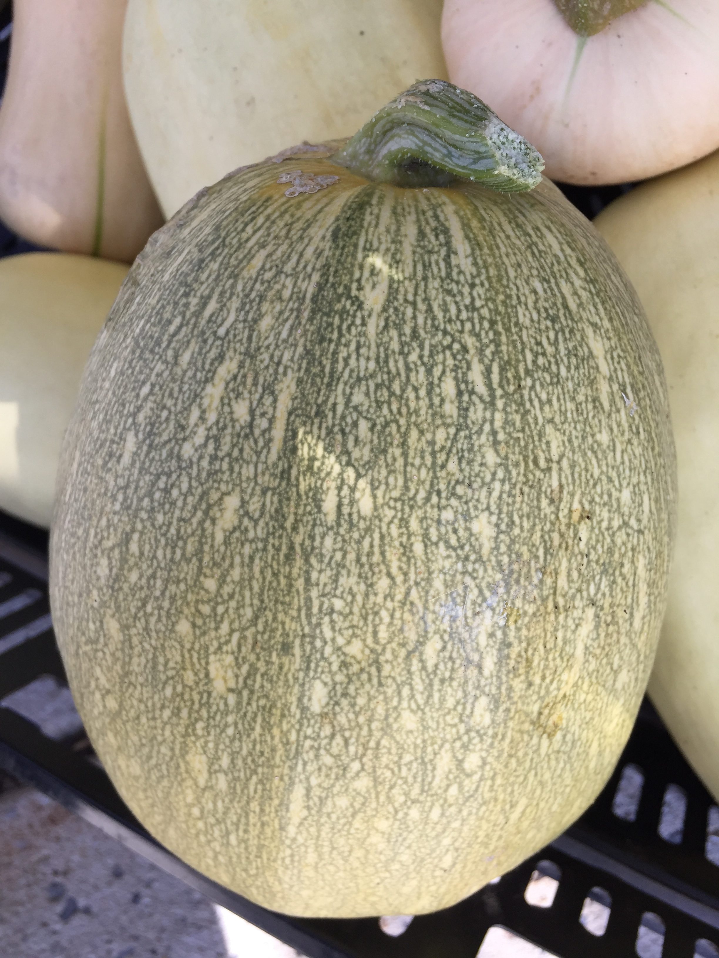 Spaghetti Squash from HeartBeet Farms