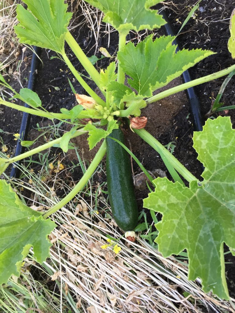 Zucchini Plant at HeartBeet Farms