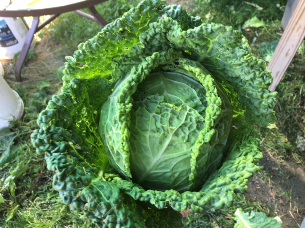 cabbage soup
