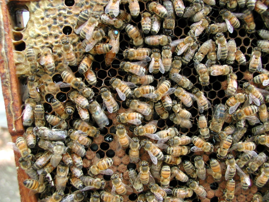 Honeybees making local honey