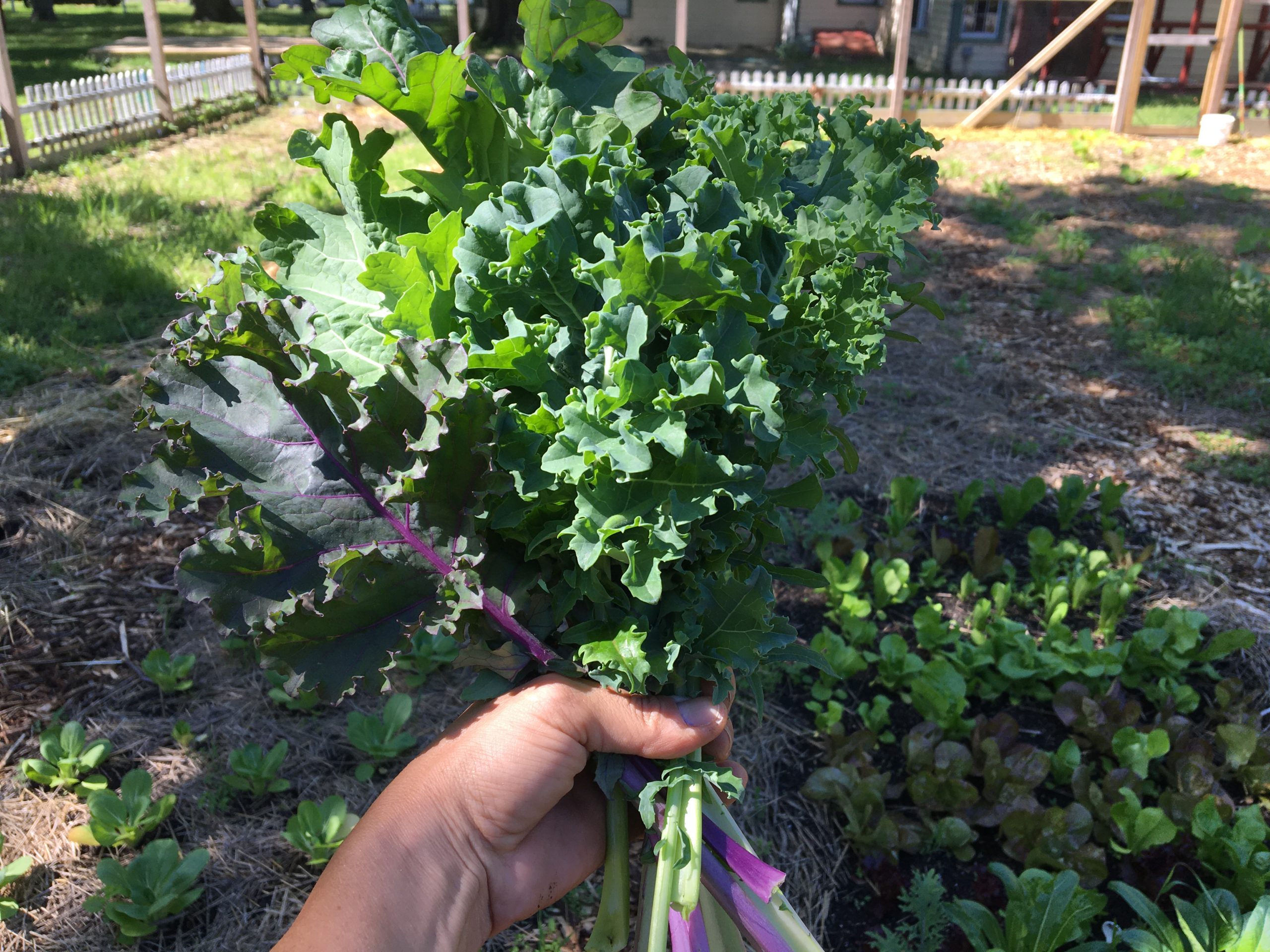 organically grown kale