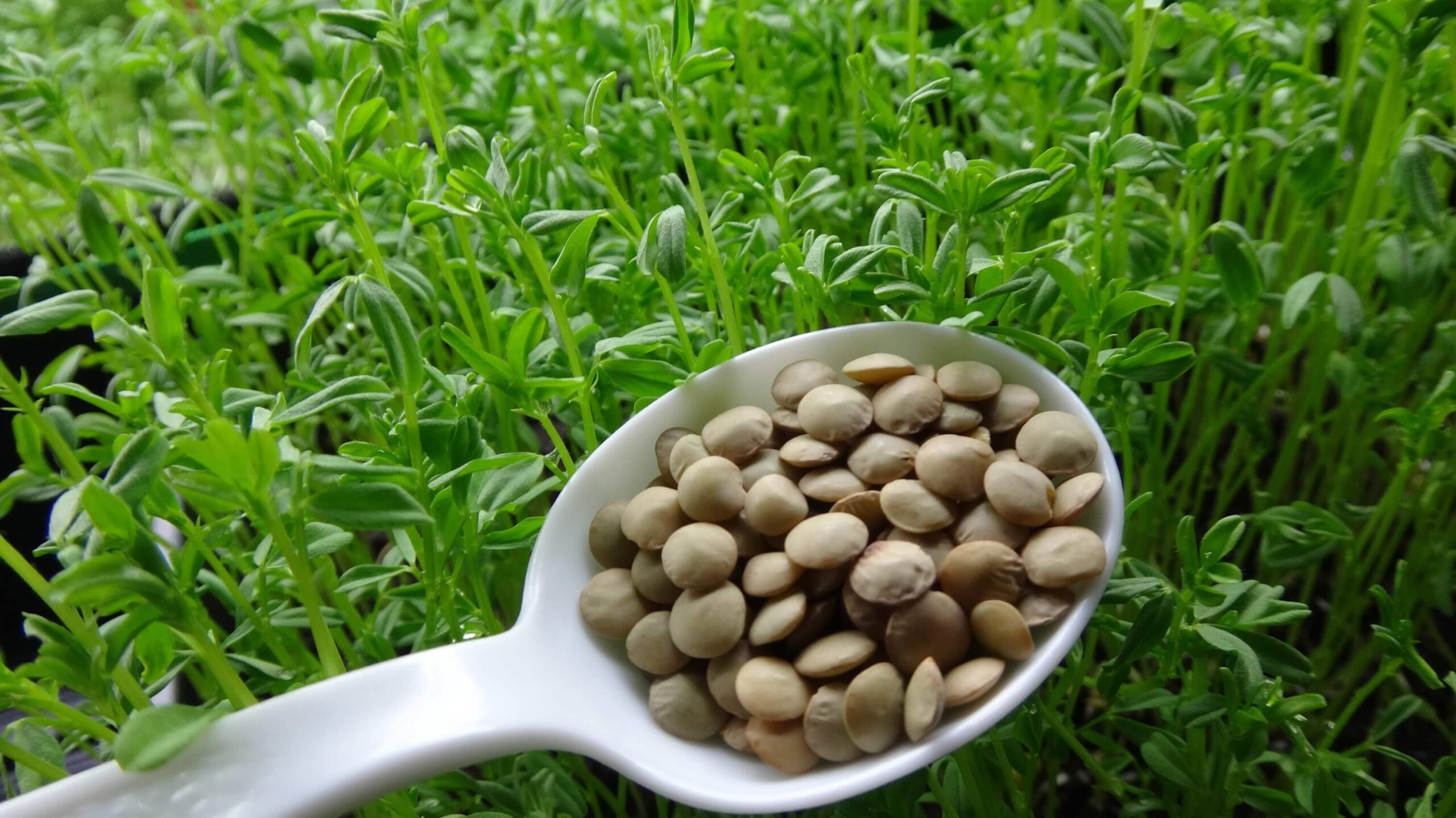 do yellow lentils need to be soaked