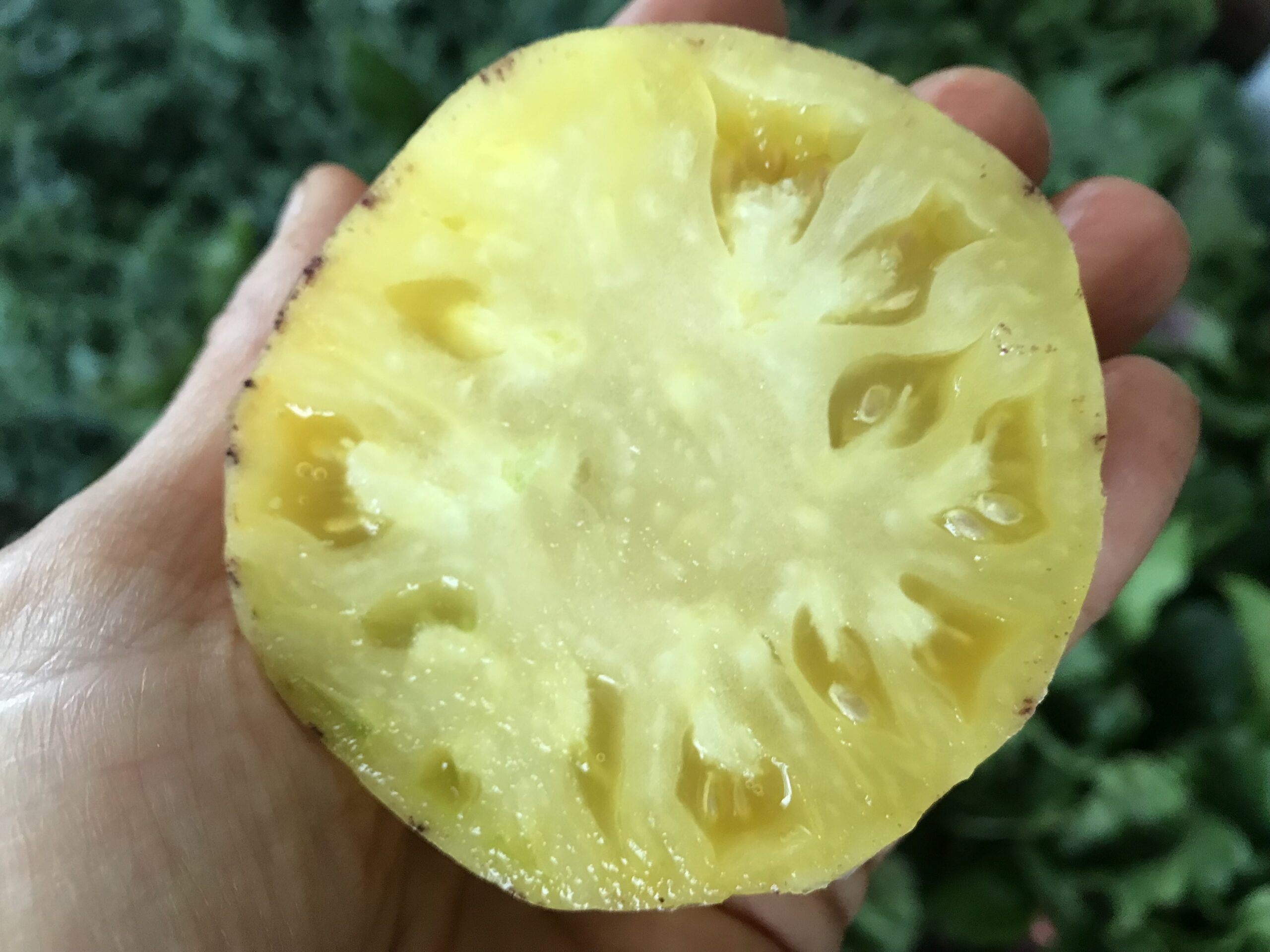 beautiful yellow tomato