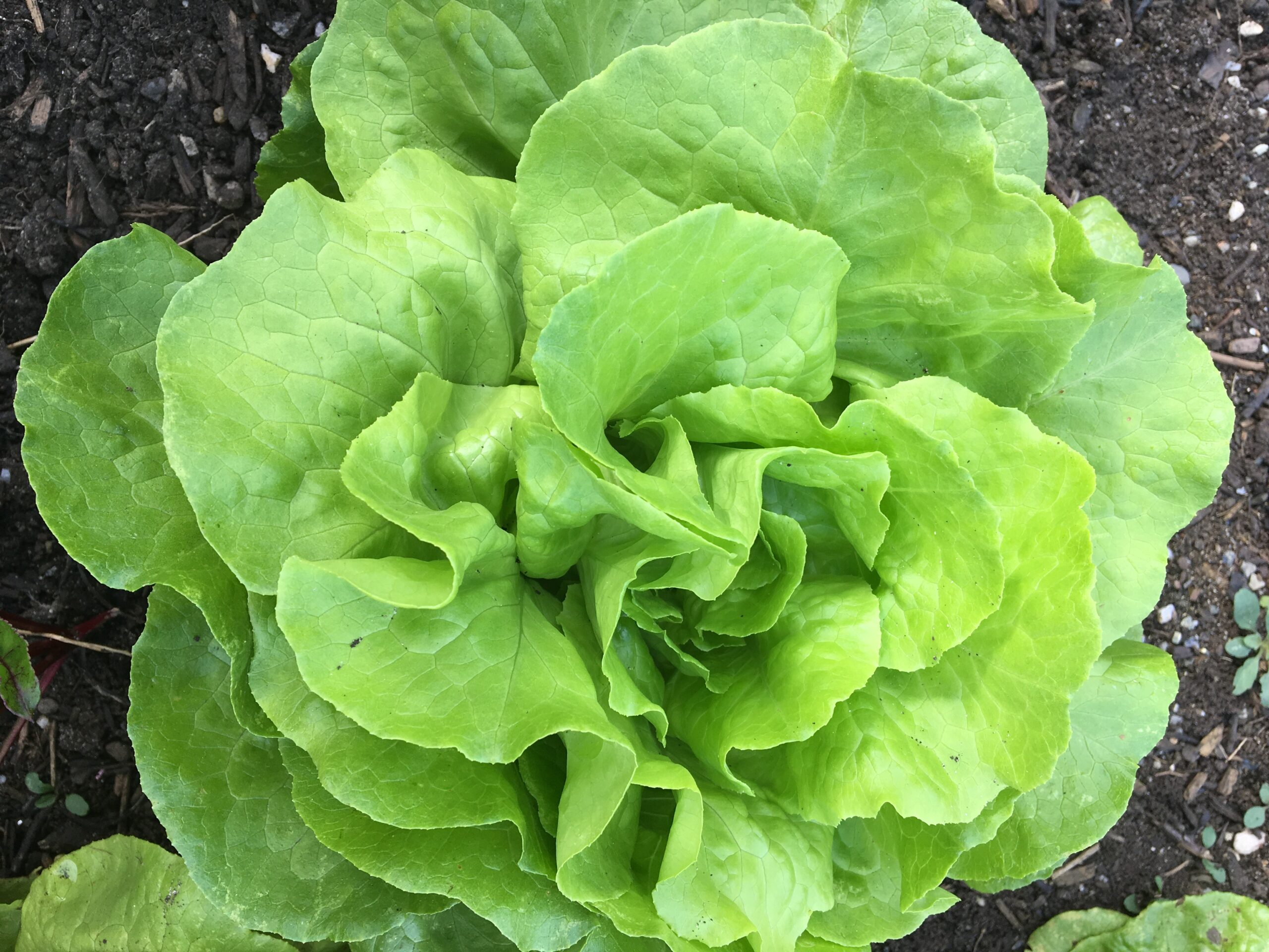 green lettuce