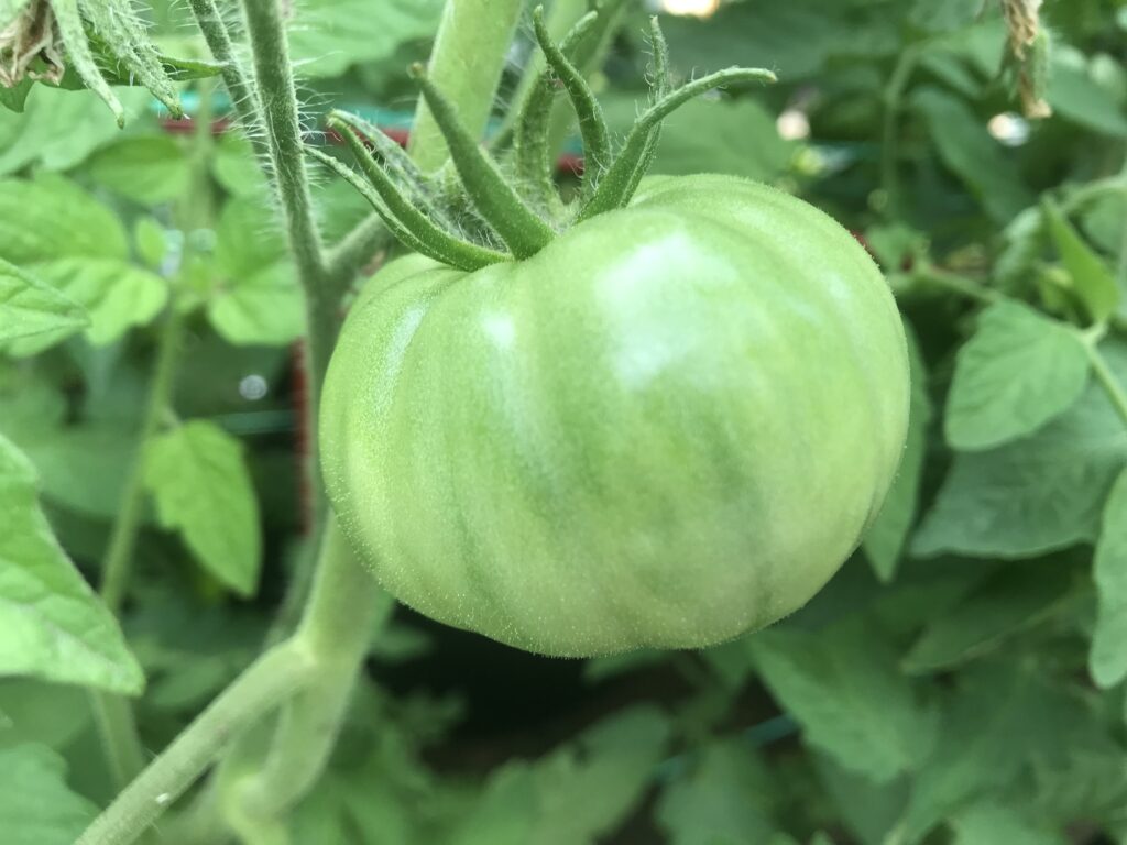 green tomato 2