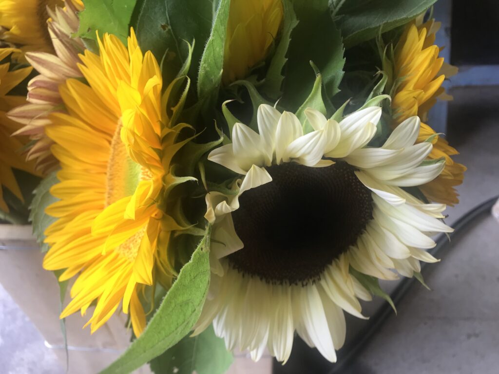multiple color sunflowers