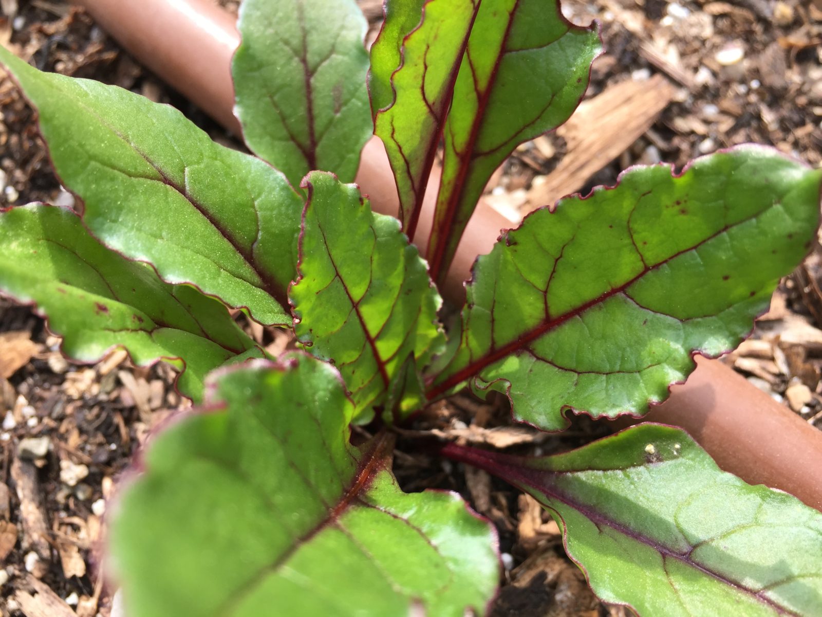 swiss chard younger