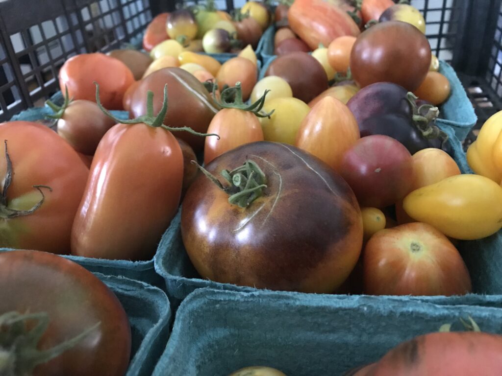 tomatoes in containers 2