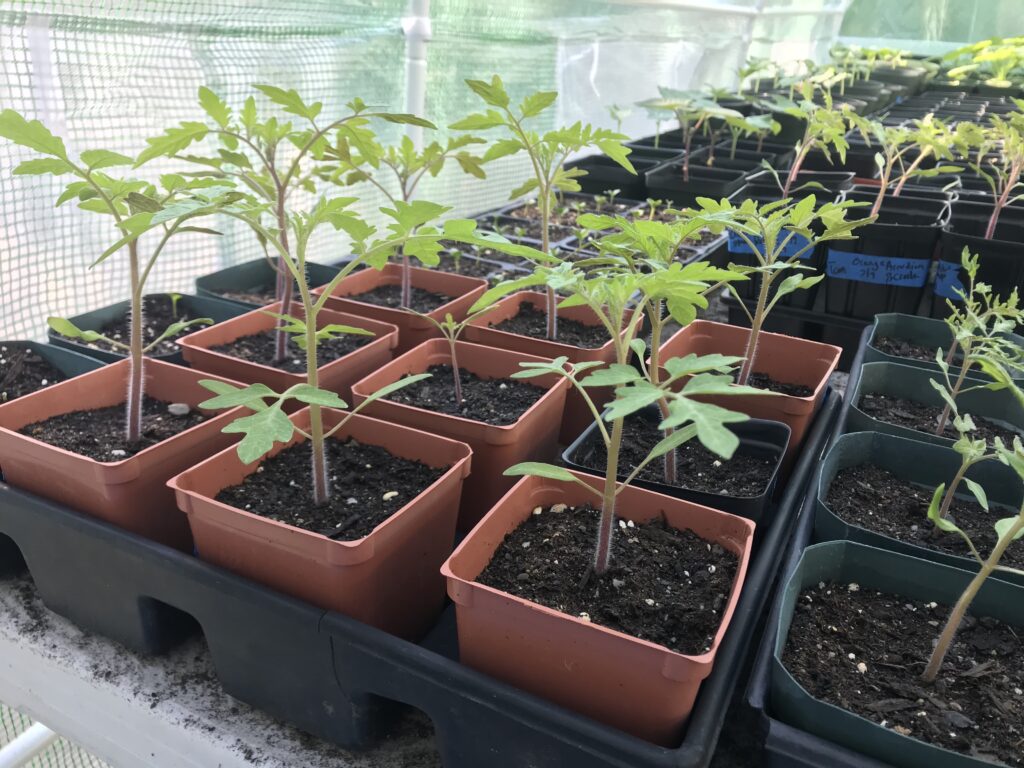 tomatoes in greenhouse