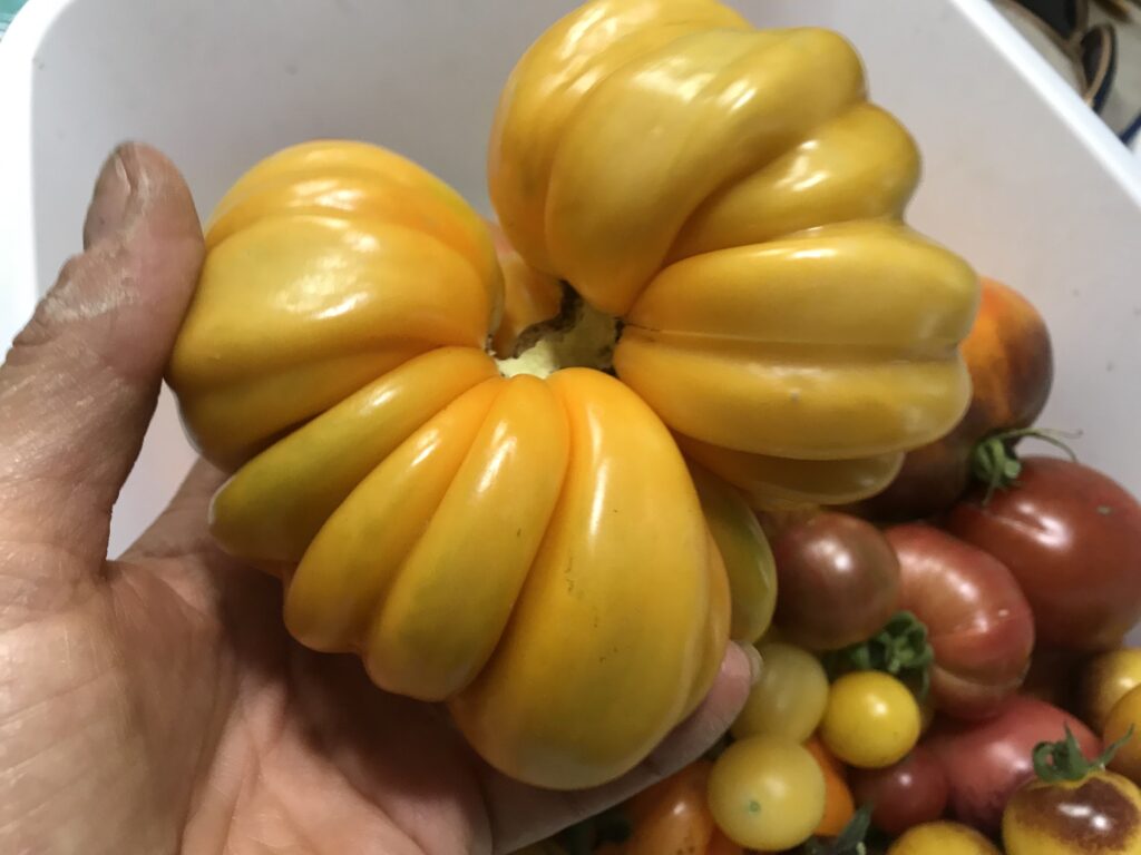 yellow crinkly tomato